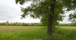 Mokkelengoor